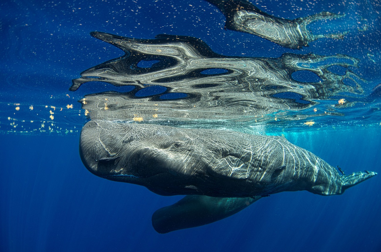 Zapadnaya Dvina shahridagi fohishalar